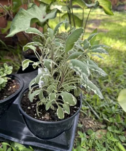 Tricolor Sage Live Plant – Organic Culinary Herb for Gardens - Image 2