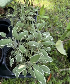 Tricolor Sage Live Plant – Organic Culinary Herb for Gardens - Image 1