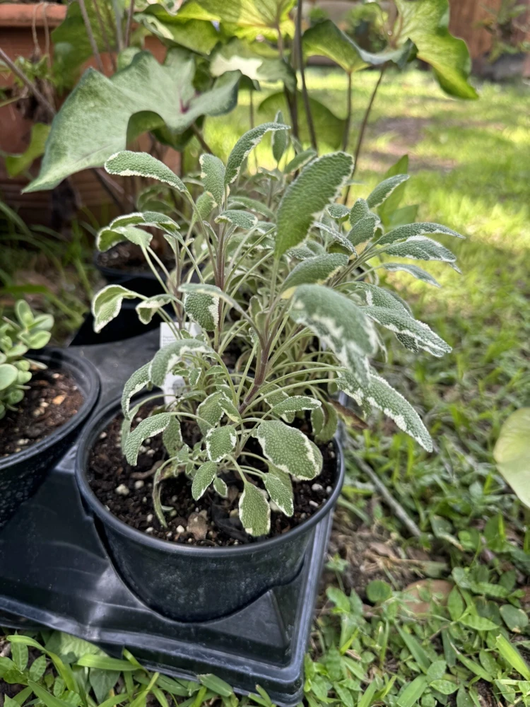 Tricolor Sage Live Plant - Vibrant Perennial Herb - Image 2