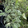 Tricolor Sage Live Plant - Vibrant Perennial Herb - Image 1