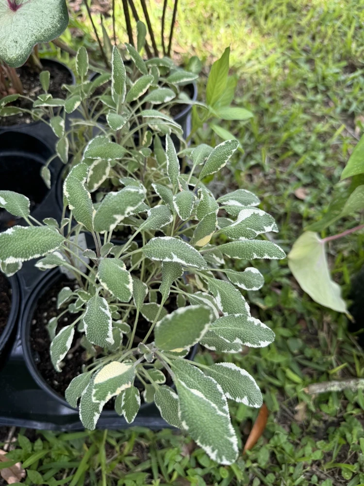 Tricolor Sage Live Plant - Vibrant Perennial Herb - Image 1