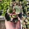 Tricolor Strawberry Geranium Live Plant – Saxifraga Stolonifera – 2in/4in Pot – Indoor/Outdoor - Image 1