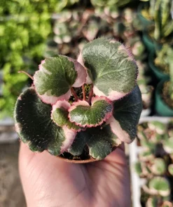 Tricolor Strawberry Geranium Live Plant – Saxifraga Stolonifera – 2in/4in Pot – Indoor/Outdoor - Image 1