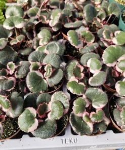 Tricolor Strawberry Geranium Live Plant – Saxifraga Stolonifera – 2in/4in Pot – Indoor/Outdoor - Image 2