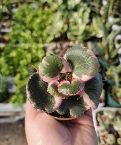 Tricolor Strawberry Geranium Live Plant – Saxifraga Stolonifera – 2in/4in Pot – Indoor/Outdoor - Image 3