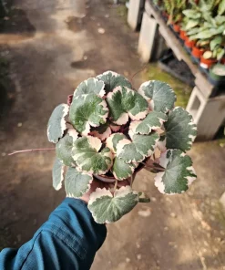 Tricolor Strawberry Geranium Live Plant – Saxifraga Stolonifera – 2in/4in Pot – Indoor/Outdoor - Image 4
