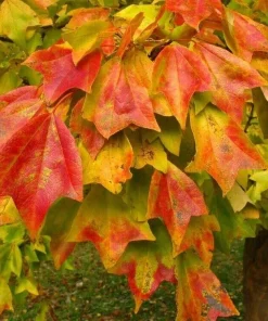 Trident Maple Live Plant – 10-16