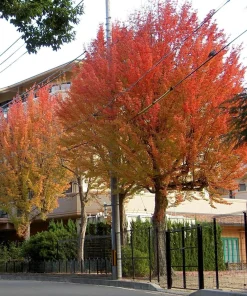 Trident Maple Live Plant – 10-16" Tall – Quart Pot – Great for Bonsai & Gardens - Image 1