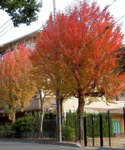Trident Maple Trees Live Plants - 2 Pack, 10-16