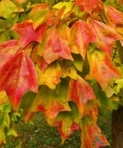 Trident Maple Trees Live Plants - 2 Pack, 10-16