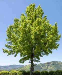 Trident Maple Trees Live Plants - 2 Pack, 10-16