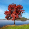 Trident Maple Trees Live Plants - 2 Pack, 10-16" Tall, Quart Pots, Outdoor - Image 1