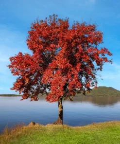 Trident Maple Trees Live Plants - 2 Pack, 10-16" Tall, Quart Pots, Outdoor - Image 1