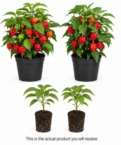 Trinidad Scorpion Pepper Plants - Set of 2 Live Starters, 4-6 Inch Tall, Hot Pepper for Home Garden - Image 3