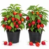 Trinidad Scorpion Pepper Plants - Set of 2 Live Starters, 4-6 Inch Tall, Hot Pepper for Home Garden - Image 1