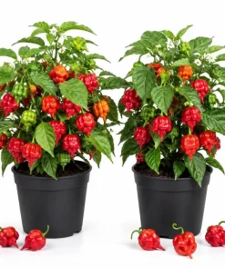 Trinidad Scorpion Pepper Plants - Set of 2 Live Starters, 4-6 Inch Tall, Hot Pepper for Home Garden - Image 1