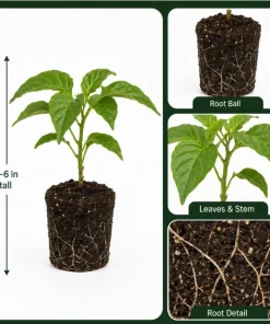 Trinidad Scorpion Pepper Plants - Set of 2 Live Starters, 4-6 Inch Tall, Hot Pepper for Home Garden - Image 4
