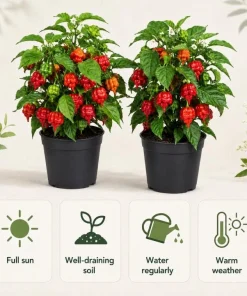 Trinidad Scorpion Pepper Plants - Set of 2 Live Starters, 4-6 Inch Tall, Hot Pepper for Home Garden - Image 5