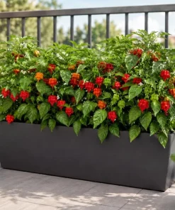 Trinidad Scorpion Pepper Plants - Set of 2 Live Starters, 4-6 Inch Tall, Hot Pepper for Home Garden - Image 8