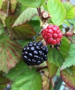 Triple Crown Thornless Blackberry Live Plant - Starter Berry Bush - Image 1