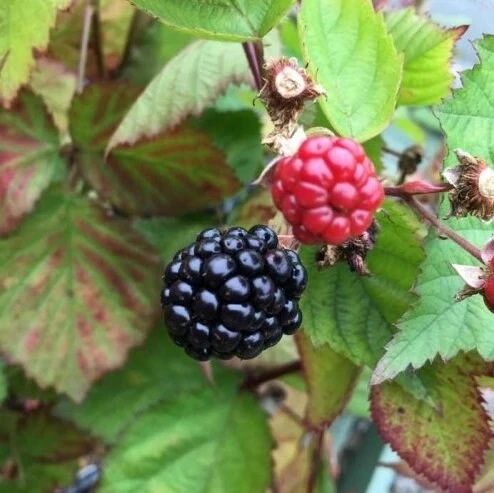 Triple Crown Thornless Blackberry Live Plant - Starter Berry Bush - Image 1