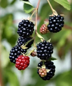 Triple Crown Thornless Blackberry Live Plant - Starter Berry Bush - Image 2