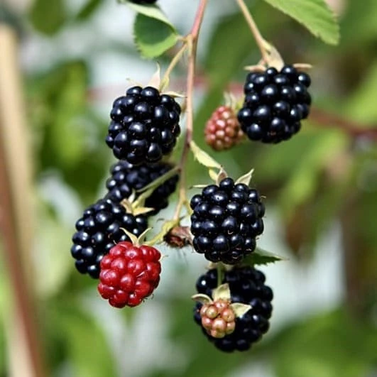 Triple Crown Thornless Blackberry Live Plant - Starter Berry Bush - Image 2