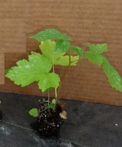 Triple Crown Thornless Blackberry Live Plant - Starter Berry Bush - Image 3