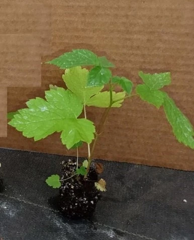 Triple Crown Thornless Blackberry Live Plant - Starter Berry Bush - Image 3