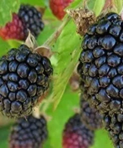 Triple Crown Thornless Blackberry Live Plant - Starter Berry Bush - Image 4