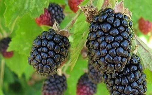 Triple Crown Thornless Blackberry Live Plant - Starter Berry Bush - Image 4