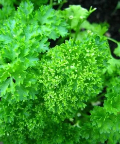 Triple Curled Parsley Seeds - 7000 Seeds for Planting, Herb Vegetable - Image 4