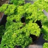 Triple Curled Parsley Seeds - 7000 Seeds for Planting, Herb Vegetable - Image 1