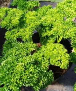 Triple Curled Parsley Seeds - 7000 Seeds for Planting, Herb Vegetable - Image 1