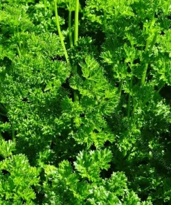 Triple Curled Parsley Seeds - 7000 Seeds for Planting, Herb Vegetable - Image 6