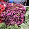 Triple Purple Orach Seeds - Atriplex Hortensis Mountain Spinach - 150 Seeds - Image 1