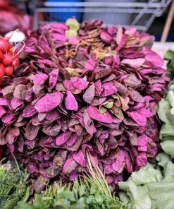 Triple Purple Orach Seeds - Atriplex Hortensis Mountain Spinach - 150 Seeds - Image 1