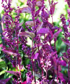 Triple Purple Orach Seeds - Atriplex Hortensis Mountain Spinach - 150 Seeds - Image 2