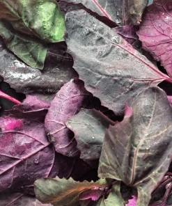 Triple Purple Orach Seeds - Atriplex Hortensis Mountain Spinach - 150 Seeds - Image 3
