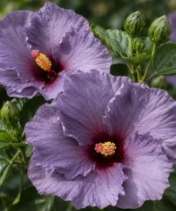 Tropical Hibiscus 'Bleu Brûlé' Spice Island Live Plant 4-6 Inch Tall, Outdoor - Image 2