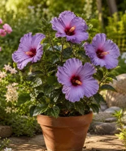 Tropical Hibiscus 'Bleu Brûlé' Spice Island Live Plant 4-6 Inch Tall, Outdoor - Image 3
