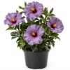 Tropical Hibiscus 'Bleu Brûlé' Spice Island Live Plant 4-6 Inch Tall, Outdoor - Image 1