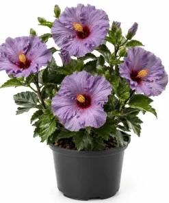Tropical Hibiscus 'Bleu Brûlé' Spice Island Live Plant 4-6 Inch Tall, Outdoor - Image 1