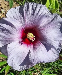 Tropical Hibiscus 'Bleu Brûlé' Spice Island Live Plant 4-6 Inch Tall, Outdoor - Image 6