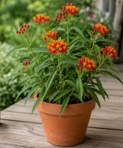 Tropical Milkweed Live Plant – 2 Pack – 4-6 Inch Tall – Outdoor Garden – Red & Yellow Blooms - Image 2