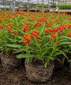 Tropical Milkweed Live Plant – 2 Pack – 4-6 Inch Tall – Outdoor Garden – Red & Yellow Blooms - Image 3