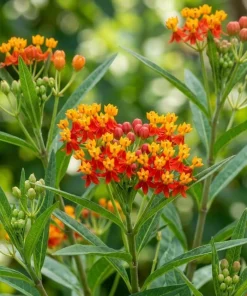 Tropical Milkweed Live Plant – 2 Pack – 4-6 Inch Tall – Outdoor Garden – Red & Yellow Blooms - Image 4
