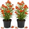Tropical Milkweed Live Plant – 2 Pack – 4-6 Inch Tall – Outdoor Garden – Red & Yellow Blooms - Image 1