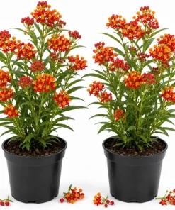 Tropical Milkweed Live Plant – 2 Pack – 4-6 Inch Tall – Outdoor Garden – Red & Yellow Blooms - Image 1