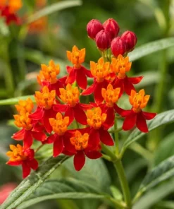 Tropical Milkweed Live Plant – 4-6 Inch Tall – Red & Yellow Blooms Outdoor - Image 2
